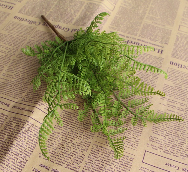 Cỏ dương xỉ giả